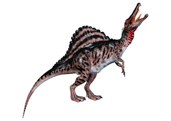 3D Rendering Dinosaur Spinosaurus on White