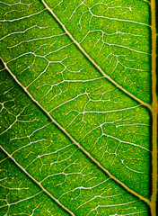Abstract closeup green leaf texture background 
