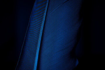 Blue macro feather,Macro shot a bird feather close-up in Black background ,Parrot feather macro...