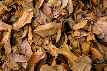 Dry leaves of Dipterocarpaceae on the ground in autumn park.