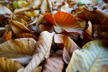 Dry leaves of Dipterocarpaceae on the ground in autumn park.