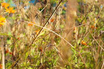 Artistic view of beautiful wild nature meadow background wallpaper