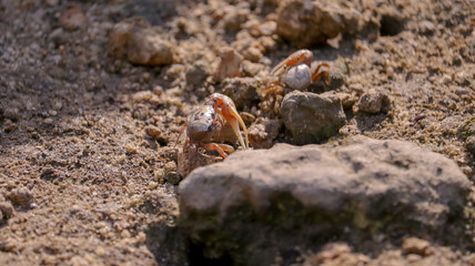 Crab