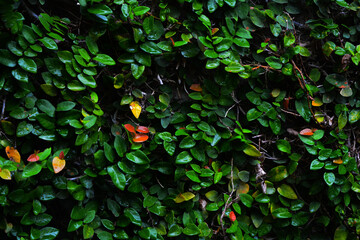 butterfly on the leaves