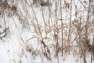 various types of grass and weeds in the snow