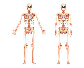 Skeleton Human diagram front anterior view with two arm poses. Set of flat natural colour realistic concept Vector illustration didactic board of anatomy isolated on white background medical banner