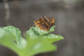 Obraz premium Butterfly (Agraulis vanillae) under the leaf of a maxixe or gherkin plantule (Cucumis anguria) in the city of Rio de Janeiro, Brazil.