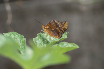 Butterfly (Agraulis vanillae) under the leaf of a maxixe or gherkin plantule (Cucumis anguria) in...
