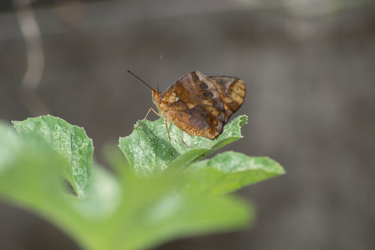 Butterfly (Agraulis vanillae) under the leaf of a maxixe or gherkin plantule (Cucumis anguria) in the city of Rio de Janeiro, Brazil.
