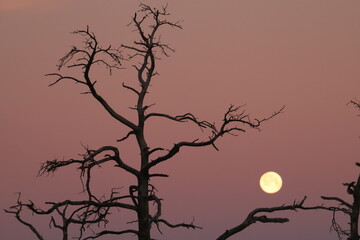 Old dead pine in full moon
