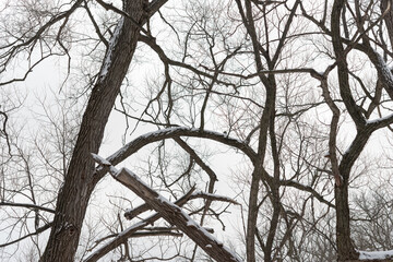 tree branches with snow in winter