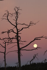 Old dead pine in full moon