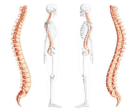 Human vertebral column side view with partly transparent skeleton position, spinal cord, thoracic lumbar spine, sacrum and coccyx. Vector flat natural colors, realistic isolated illustration anatomy 