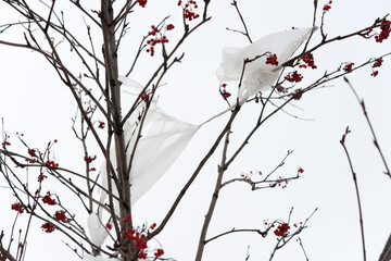 plastic bag caught on a tree