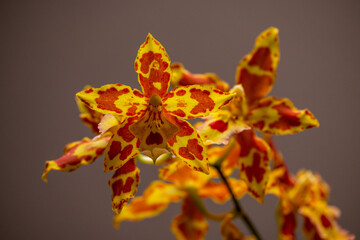 Orchideen, Blüten, Pflanzen