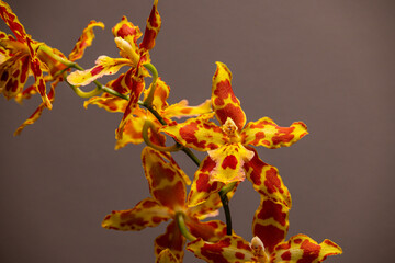 Fototapeta na wymiar Orchideen Phalaenopsis exotische Blüten 