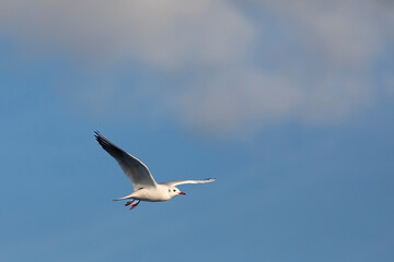 Gaviota reidora​ (Chroicocephalus ridibundus) en vuelo sobre un cielo azúl. Tarragona, España, Mar Mediterráneo.