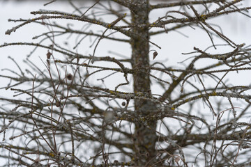 dead branches of a tree in winter