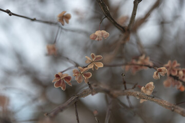 old seed pods on a shrub