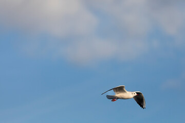 Gaviota reidora​ (Chroicocephalus ridibundus) en vuelo sobre un cielo azúl con nubes. Tarragona, España, Mar Mediterráneo.	