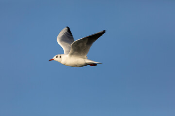 Gaviota reidora (Chroicocephalus ridibundus) en vuelo sobre un cielo azúl. Tarragona, España, Mar Mediterráneo.
