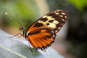 Fototapeta na wymiar Butterfly on a leaf
