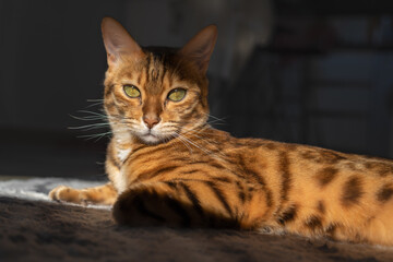 A beautiful Bengal cat, illuminated by bright sunlight.