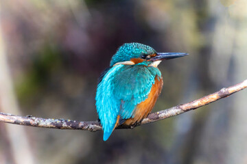 A Common Kingfisher (alcedo atthis) in the Reed, Heilbronn, Germany