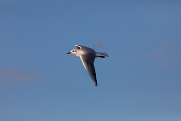 Gaviota reidora​ (Chroicocephalus ridibundus) en vuelo sobre un cielo azúl. Tarragona, España, Mar Mediterráneo.