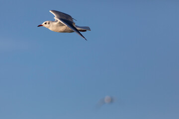 Gaviota reidora​ (Chroicocephalus ridibundus) en vuelo sobre un cielo azúl. Tarragona, España, Mar Mediterráneo.