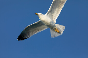 Fototapeta premium Gaviota patiamarilla​ (Larus michahellis) volando sobre un cielo azúl. Tarragona, Mar Mediterráneo, Cataluña, España, Europa.