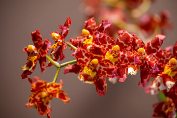 Orchideen, Blüten, Pflanzen