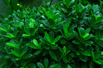 green leaves background