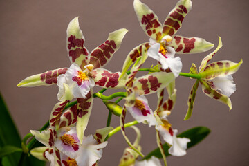 Obraz premium Blühende Cambria-Orchidee mit gemusterten Blüten in Nahaufnahme