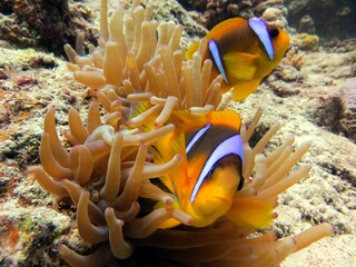 red sea clown fish anemone