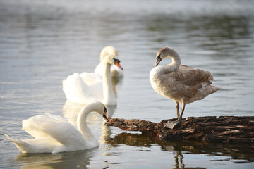 swan and cygnets