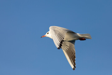 Gaviota reidora​ (Chroicocephalus ridibundus) en vuelo sobre un cielo azúl. Tarragona, España, Mar Mediterráneo.