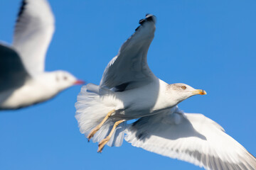 Gaviota patiamarilla​ (Larus michahellis) volando sobre un cielo azúl. Tarragona, Mar Mediterráneo, Cataluña, España, Europa.