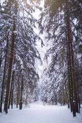 Winter in spruce forest, spruces covered with white fluffy snow. ski resort. Great view of wilderness. Explore beauty of land. Tourism concept. Happy New Year.
