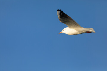 Gaviota reidora​ (Chroicocephalus ridibundus) en vuelo sobre un cielo azúl. Tarragona, España,...