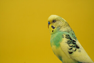 green and yellow parrot
