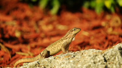 Lizard in the Florida Keys