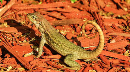 Lizard in the Florida Keys