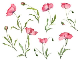 Set of hand painted watercolor botany flowers and leaves. Red and pink poppy flowers and flower bud isolated on white background. Realistic botany illustrations