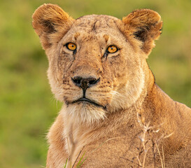 Portrait of lioness 