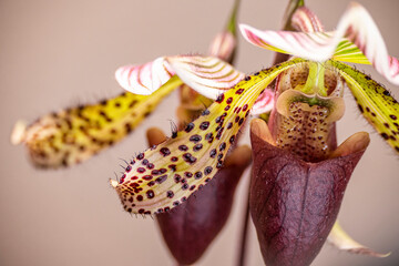 Orchideen, Blüten © BerndVollmer