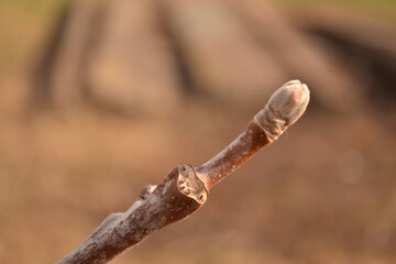 Small beautiful landscape in a greenhouse of plants