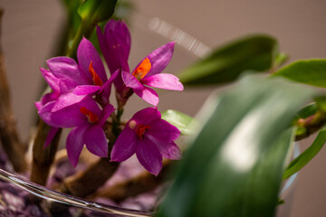 Orchideen, Bl&uuml;ten