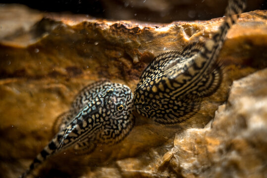 Tiger hillstream loaches (Sewellia lineolata) together on a rock, close-up