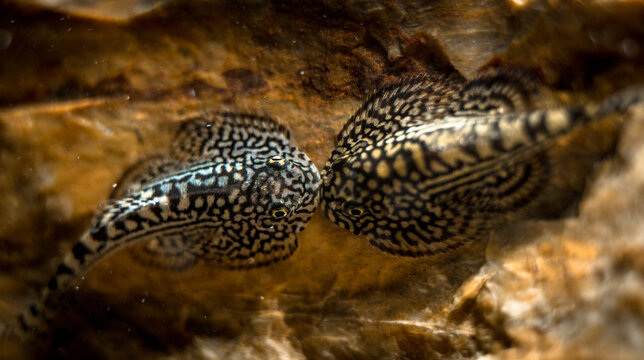 Tiger hillstream loaches (Sewellia lineolata) together on a rock, close-up